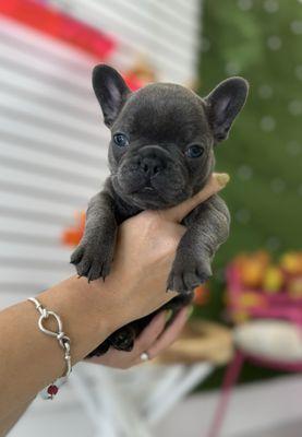 Miami's Pet Grooming