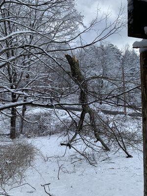 Mead Tree & Landscape