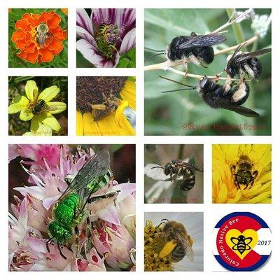 Sister Organization - Colorado Native Bee.