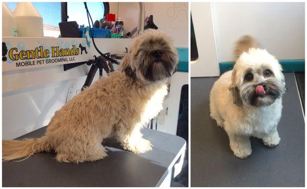 Gentle Hands Mobile Pet Grooming