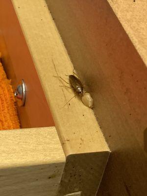 Top Notch Pest Solutions