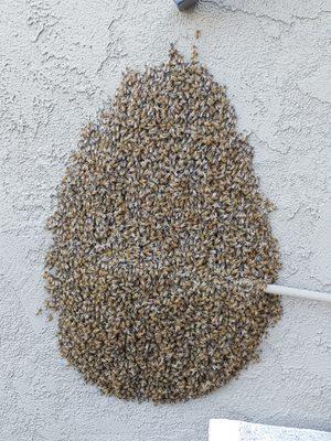 Why would you kill honeybees who are vital to our ecosystem. There are live bee removal services just search for them.