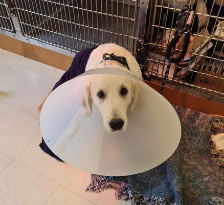 Animal Health Center of Salisbury