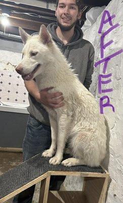 Lil Big Dog Grooming