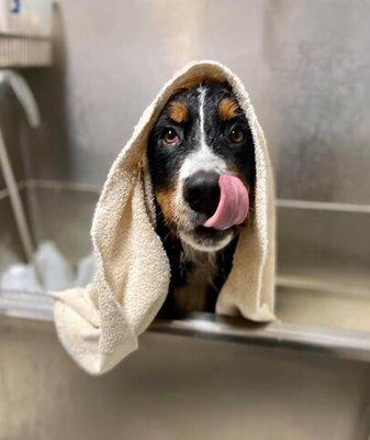 Diersen’s Canine Country Club