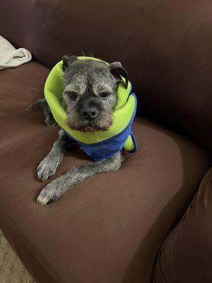 My boy after surgery.