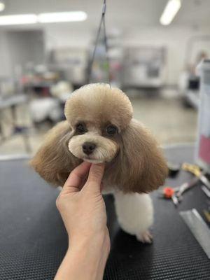 Best dog groomer in San Dimas