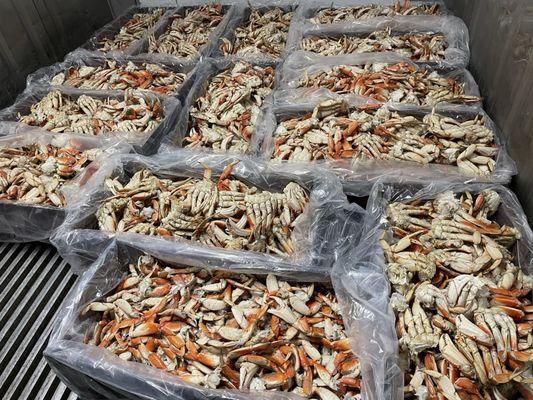 Cracked and cleaned Dungeness Crab ready for to be delivered to a feed.