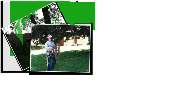 Extreem Tree Service
