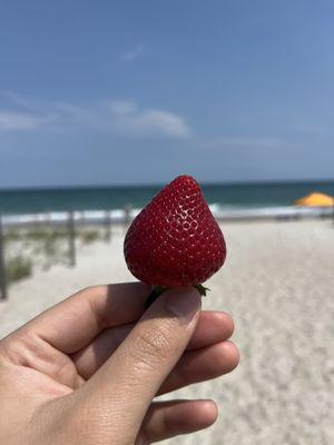 Lewis Strawberry Nursery & Farm