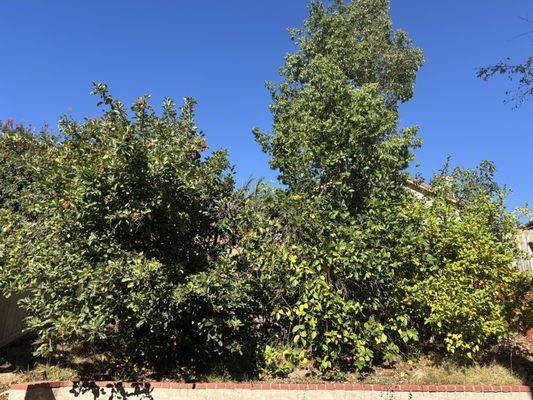 Before photo of backyard hill before trimming apple tree, grapefruit tree, lemon tree, bottle tree and camphor tree