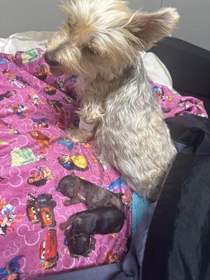 She has the IV in preparing for the C-section