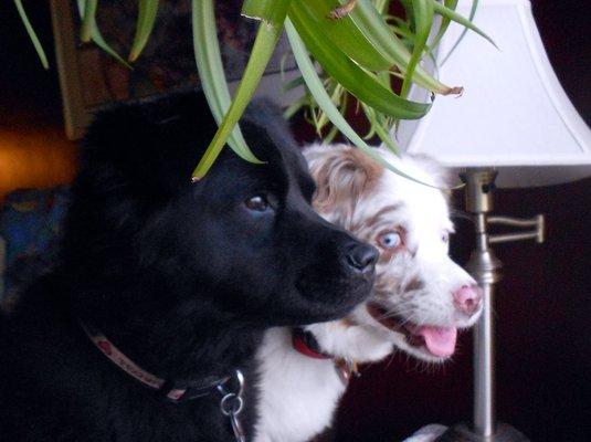 Oregon Animal Hospital