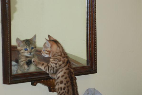 Plum Street Pet Clinic