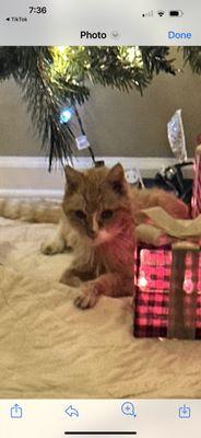 Peaceful Pets by Schepp Family Funeral Homes