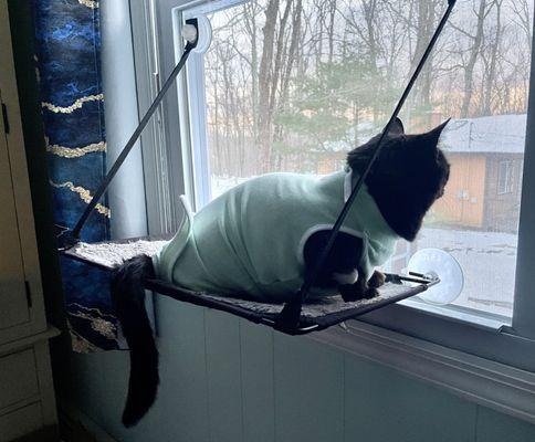 Family Veterinary Services