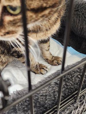 Animal Medical Center