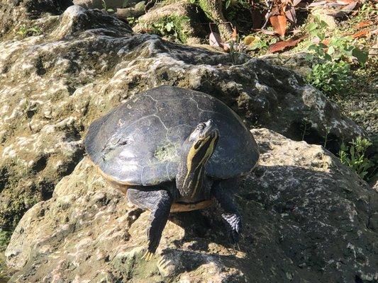 Crystal River Kayak Rentals