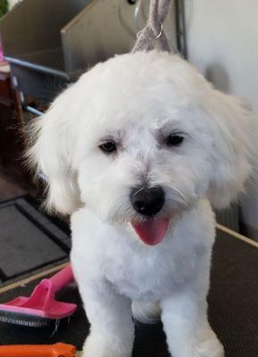 Enchanted Pet Grooming