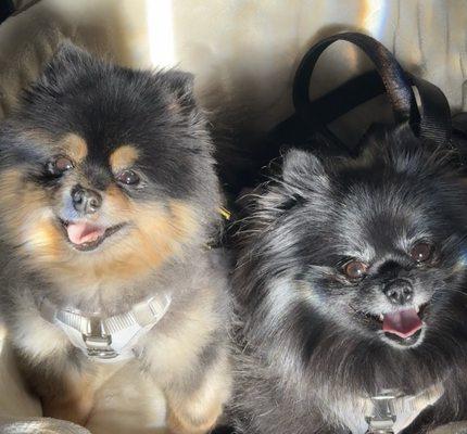 Cvca Cardiac Care For Pets-Waltham