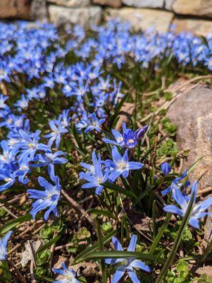 Willomoon Massage & Wellness