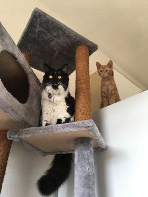 Kristin's Kitty Care