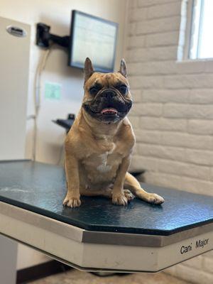 Christown Animal Hospital