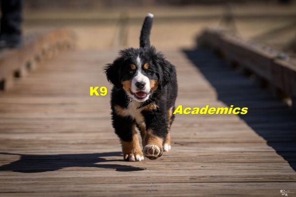 K9 Academics