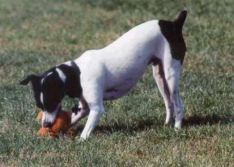 Hallsville Veterinary Hospital