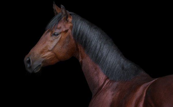 JN Professional Horse Care Services