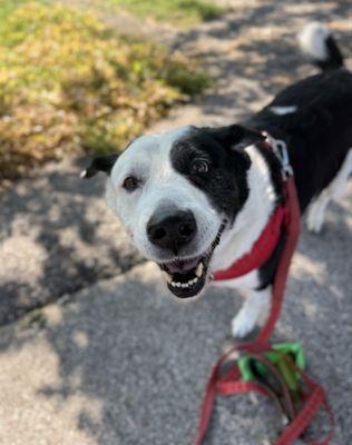 Prestige Pet-Sitting Agencies