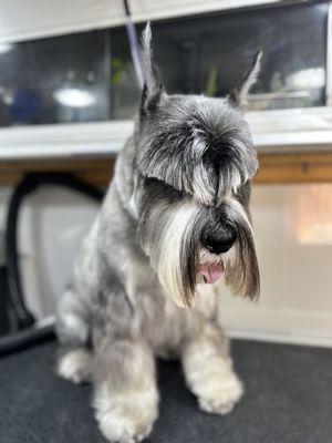 Mobile Pet Grooming Spa