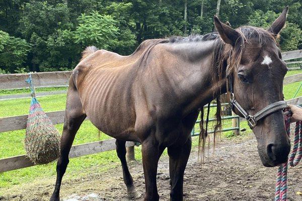 Friesians of Majesty