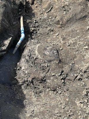 Arnold's Tree Service