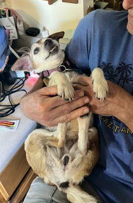 Windstar Kennels Pet Resort