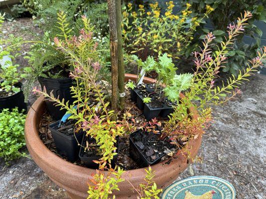 Low bush blueberry and some kale starts