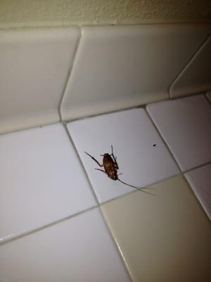 Found in my bathroom.