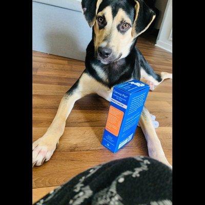 Apollo with his cbd biscuits from PetShop.