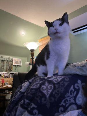 Clawdia Cardinale in better days.