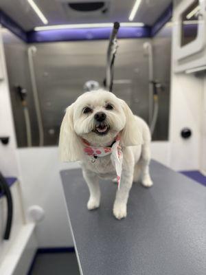 The Happy Canine Mobile Dog Spa