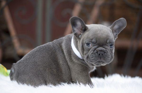 Blue french bulldog of Frenchien bulldogs kennel
