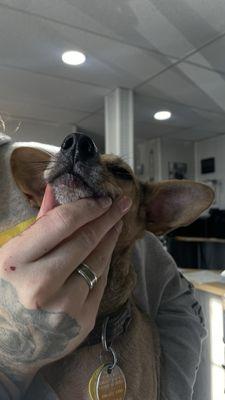 This photo shows the blood from my dog on the technician's index finger and the injury to my dog's face.