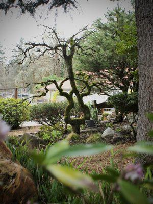 Bainbridge Gardens