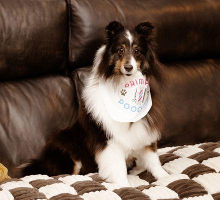 Primped Pooches Mobile Dog Spa