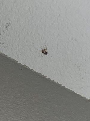 ROACHES EVERYWHERE!!