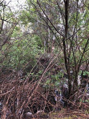 Benjamins Tree Service