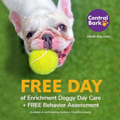 Free day of Doggy Daycare.