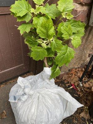 Broken Arrow Nursery