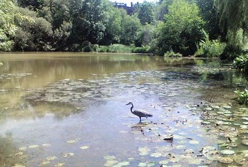 Hall's Pond Sanctuary