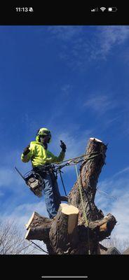 Mikes Tree Service